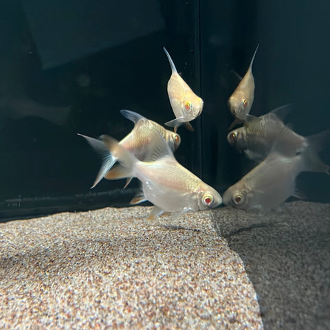 Shortbody Albino Tinfoil Barb