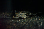 L-501 Black Phantasm Pleco (Hypancistrus sp.)