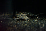 L-501 Black Phantasm Pleco (Hypancistrus sp.)