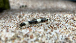 Panda Loach (Yaoshania pachychilus)