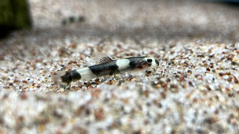 Panda Loach (Yaoshania pachychilus)