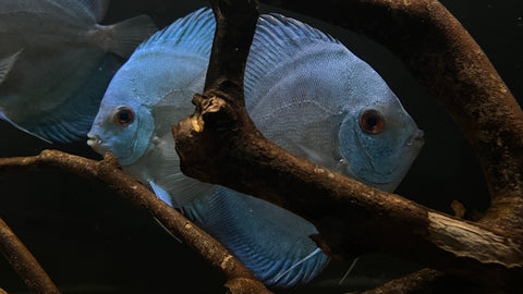 Blue Diamond Discus (Symphysodon sp.) - Medium