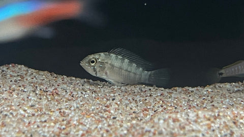 Apistogramma borellii