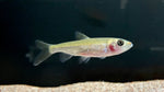 Panda Zacco (Opsariichthys sp.) - WILD (RARE)