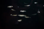 Norman's Lampeye Killifish (Poropanchax normani)