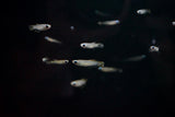 Norman's Lampeye Killifish (Poropanchax normani)