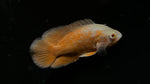 Fire Red Oscar (Astronotus ocellatus) - WYSIWYG
