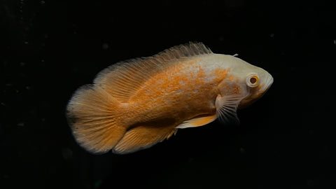 Fire Red Oscar (Astronotus ocellatus) - WYSIWYG