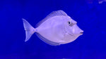 Bluespine Unicorn Tang (Naso unicornis)