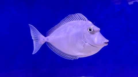 Bluespine Unicorn Tang (Naso unicornis)