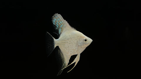 Platinum Angelfish (Pterophyllum scalare sp.)