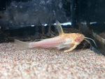 Marble Talking Catfish - Group (1 RARE Albino)