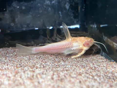 Marble Talking Catfish - Group (1 RARE Albino)