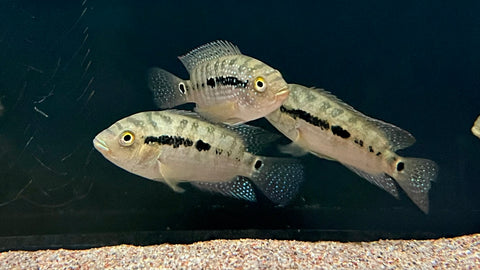 Jack Dempsey (Rocio octofasciata) - Small