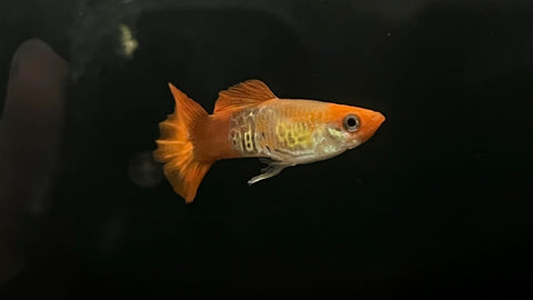 Light Snakeskin Guppy (Poecilia reticulata) - Pair