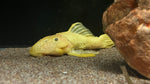 L-56 Yellow Chubby Pleco (Parancistrus aurantiacus “yellow”) - T160 WYSIWYG