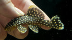 L-177 Goldseam Gold Nugget Pleco (Baryancistrus xanthellus)