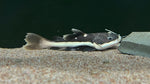 Redtail Catfish (Phractocephalus hemioliopterus) - Medium