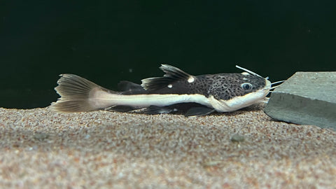 Redtail Catfish (Phractocephalus hemioliopterus) - Medium