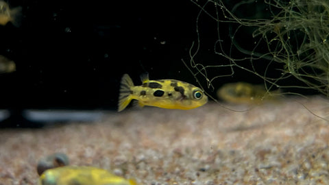Pea Puffer (Carinotetraodon travancoricus)
