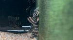 L-397 Alenquer Tiger Pleco (Panaqolus sp.)