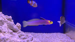 Helfrichi Firefish (Nemateleotris helfrichi)