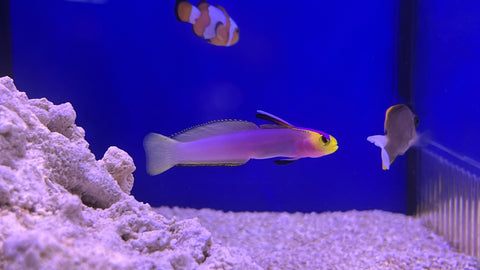 Helfrichi Firefish (Nemateleotris helfrichi)