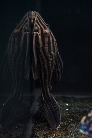 L-27 Gold Line Royal Pleco (Panaque armbrusteri)