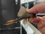 L-137 Blue Eye Red Fin Pleco (Hypostomus soniae)