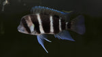 Burundi Frontosa (Cyphotilapia frontosa) - Medium