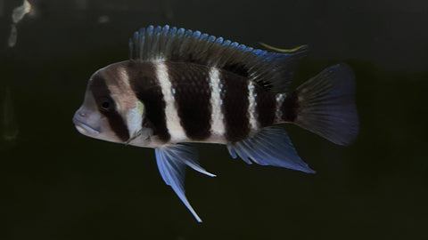 Burundi Frontosa (Cyphotilapia frontosa) - Medium