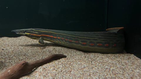 Fire Eel (Mastacembelus erythrotaenia) - xLarge
