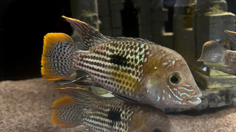 Green Terror (Andinoacara rivulatus) - Large