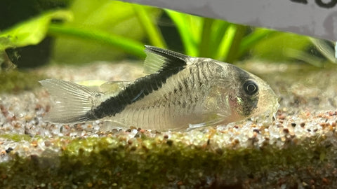 False Bandit Cory (Corydoras melini)