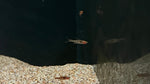 Phoenix Rasbora (Boraras merah)
