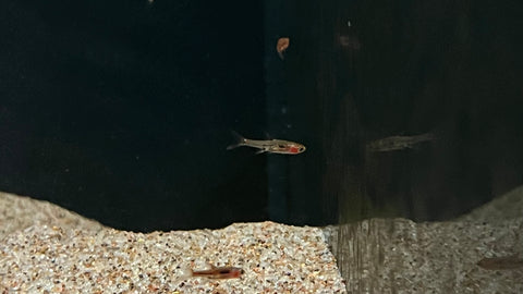 Phoenix Rasbora (Boraras merah)