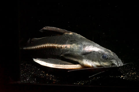 Striped Raphael catfish (Platydoras armatulus) - xLarge