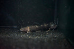 Bumblebee Jelly Catfish (Batrochoglanis raninus)