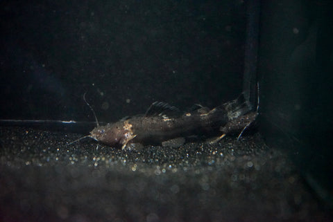 Bumblebee Jelly Catfish (Batrochoglanis raninus)