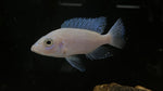White Knight (Sciaenochromis sp.)