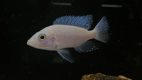 White Knight (Sciaenochromis sp.)