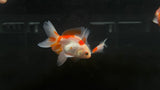 Oranda Goldfish (Carassius auratus) - Medium