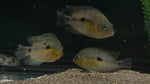 Topaz Cichlid (Archocentrus myrnae)