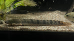 Weeksii Bichir (Polypterus weeksii)