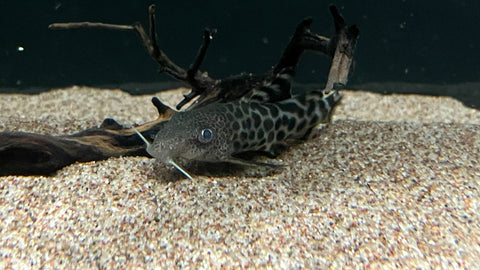 Synodontis pardalis