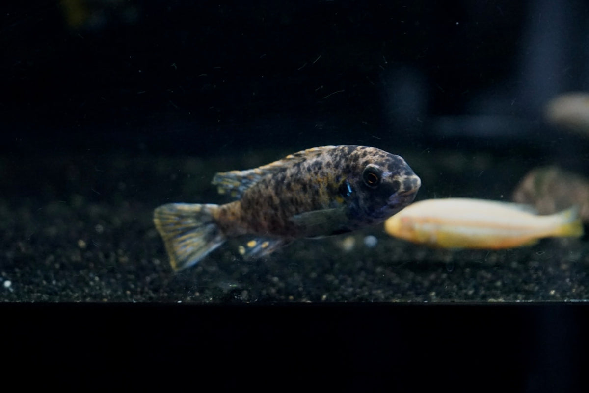 Marmalade Mbuna (Labidochromis Trewavasae Marmalade) The Waterfront SLC