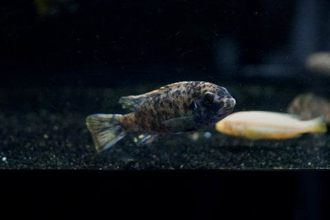 Marmalade Cichlid (Labeotropheus fuelleborni)