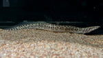 Leopard Spiny Eel (Mastacembelus greshoffi)