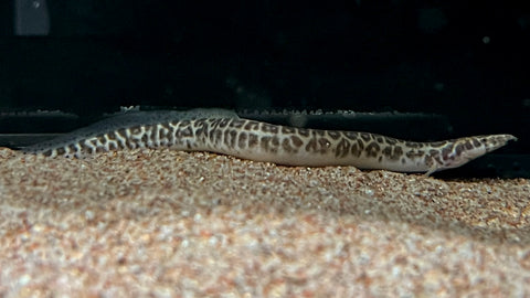 Leopard Spiny Eel (Mastacembelus greshoffi)