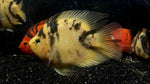 Tiger Parrot